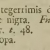 Толстоголовка запятая - Hesperia comma